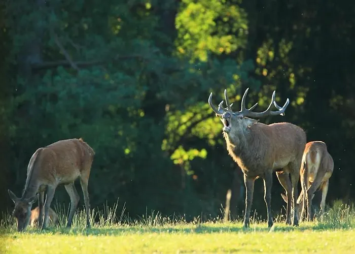 La Roulotte De Lois & Clara Luxe tent *